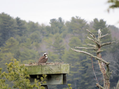 osprey on nest