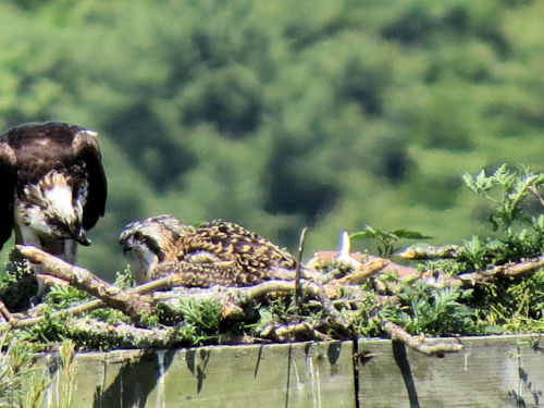 Sasanoa River osprey chicks