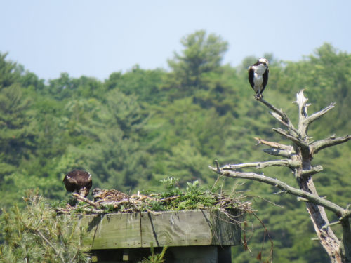 Sasanoa River osprey chicks