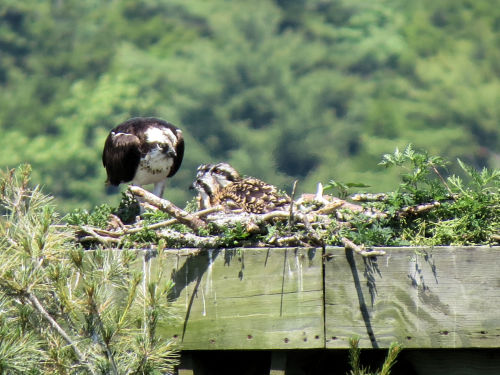 Sasanoa River osprey chicks