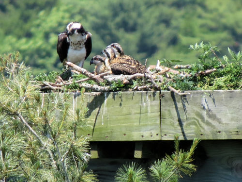 Sasanoa River osprey chicks