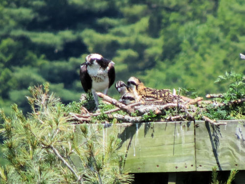 Sasanoa River osprey chicks